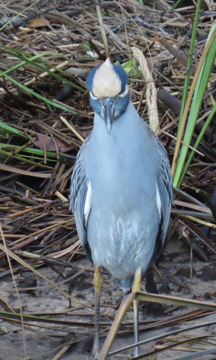 Yellow-crowned Night Heron - ML625213903
