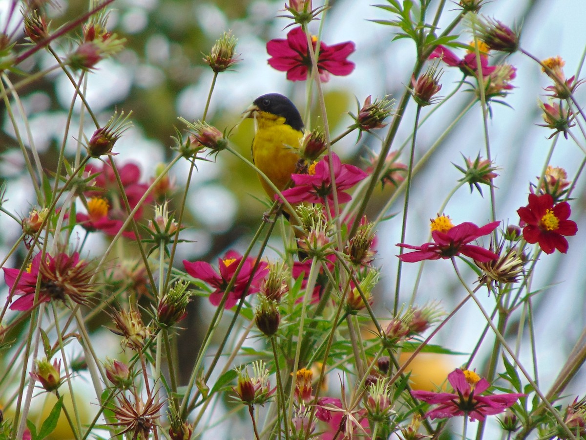 Lesser Goldfinch - ML625214063