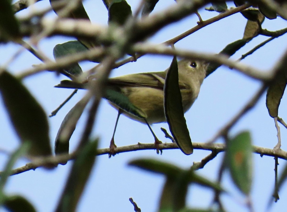 Ruby-crowned Kinglet - ML625214107