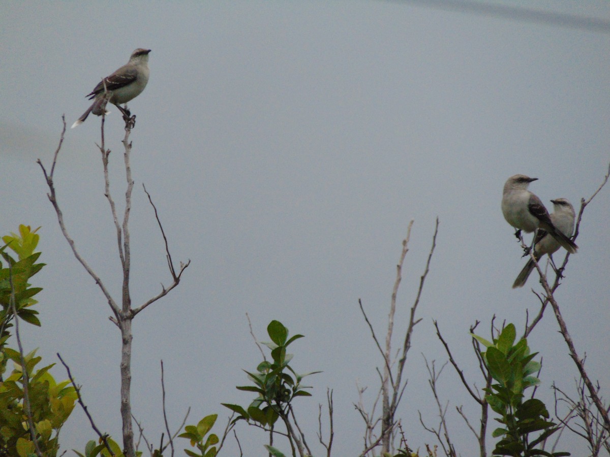 Tropical Mockingbird - ML625214108