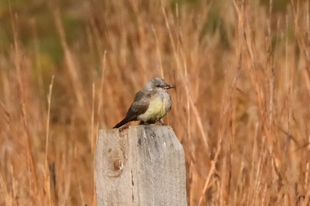 Western Kingbird - ML625214161