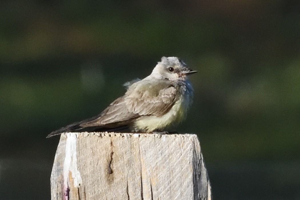 Western Kingbird - ML625214167