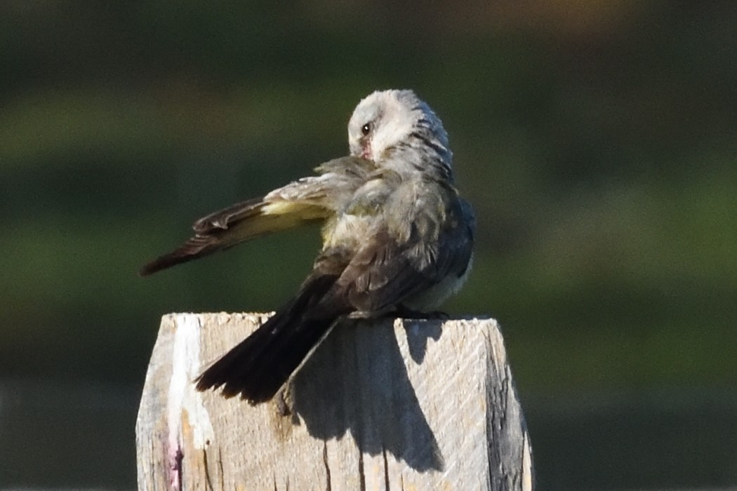 Western Kingbird - ML625214168