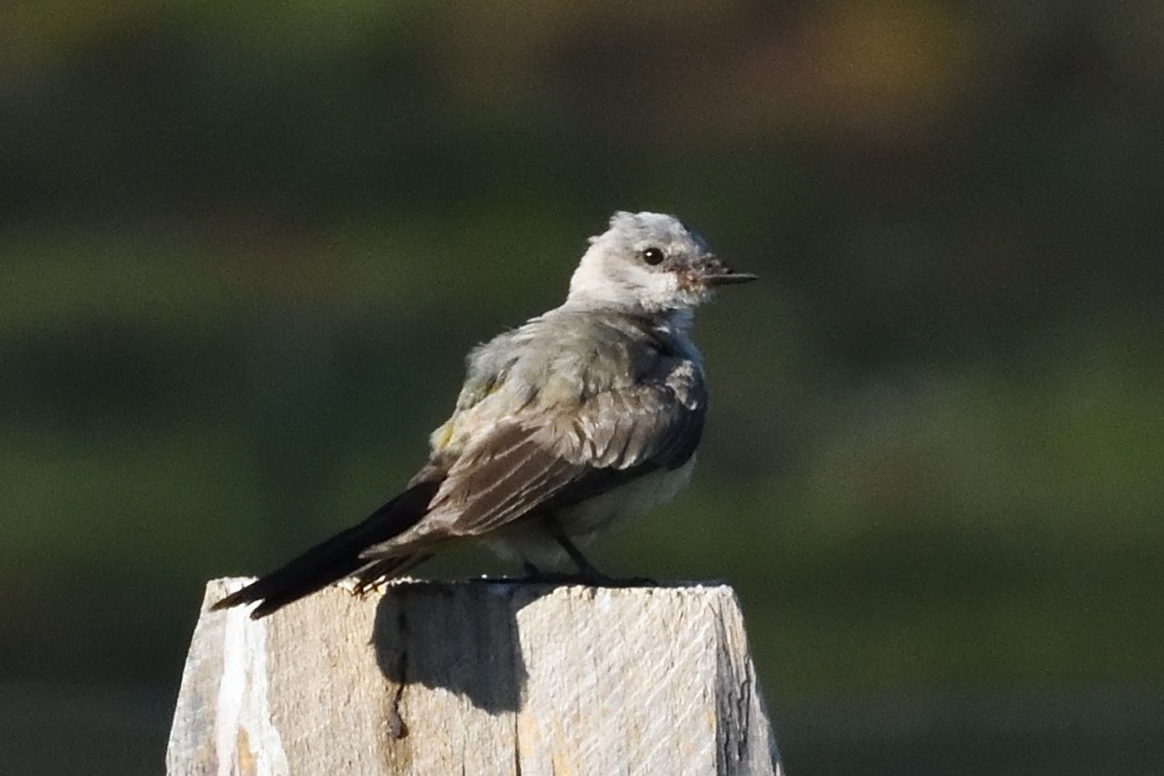 Western Kingbird - ML625214172