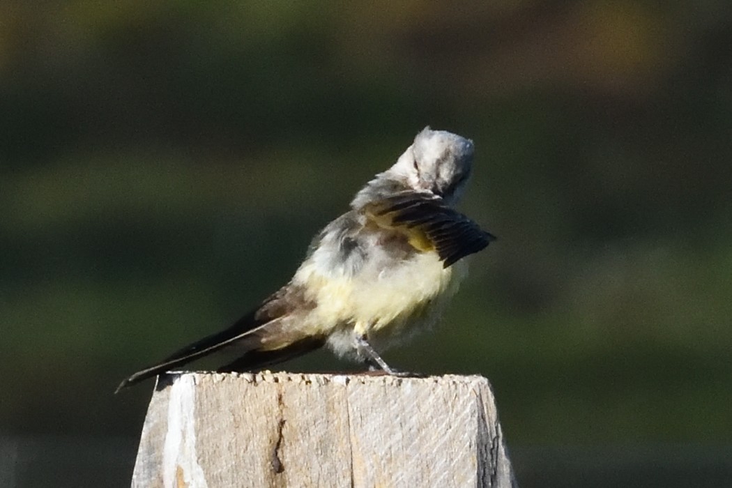 Western Kingbird - ML625214175