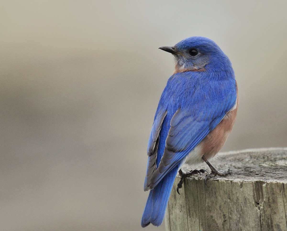 Eastern Bluebird - ML625214393