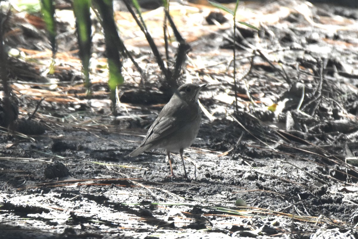 Gray-cheeked Thrush - ML625214409