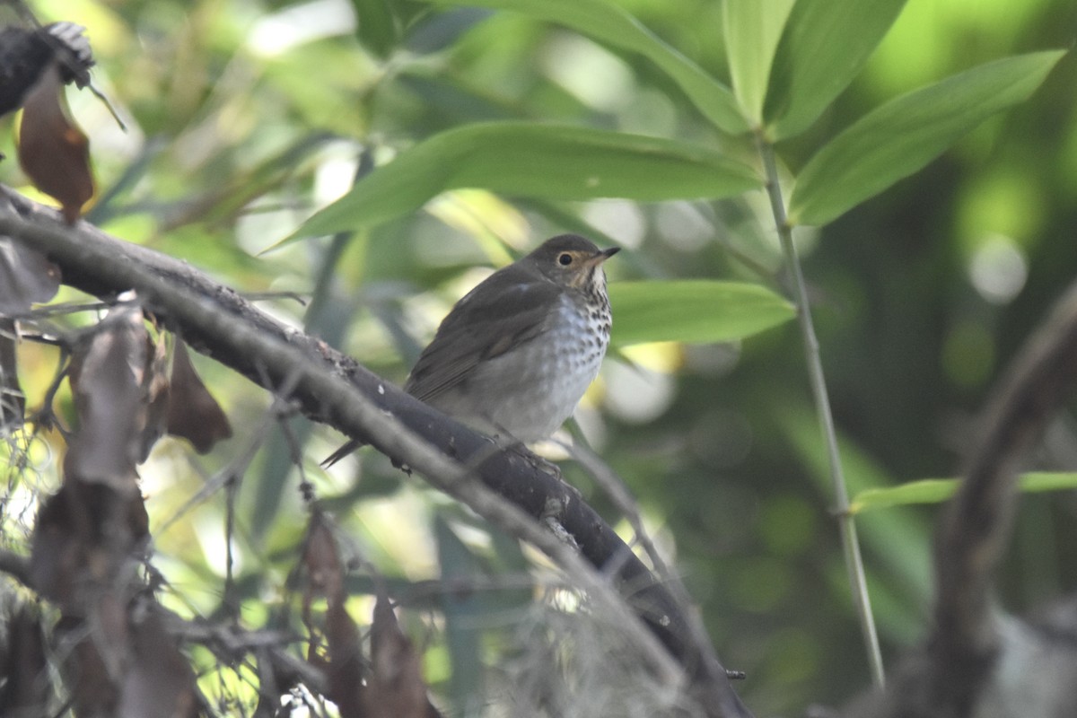Swainson's Thrush - ML625214416