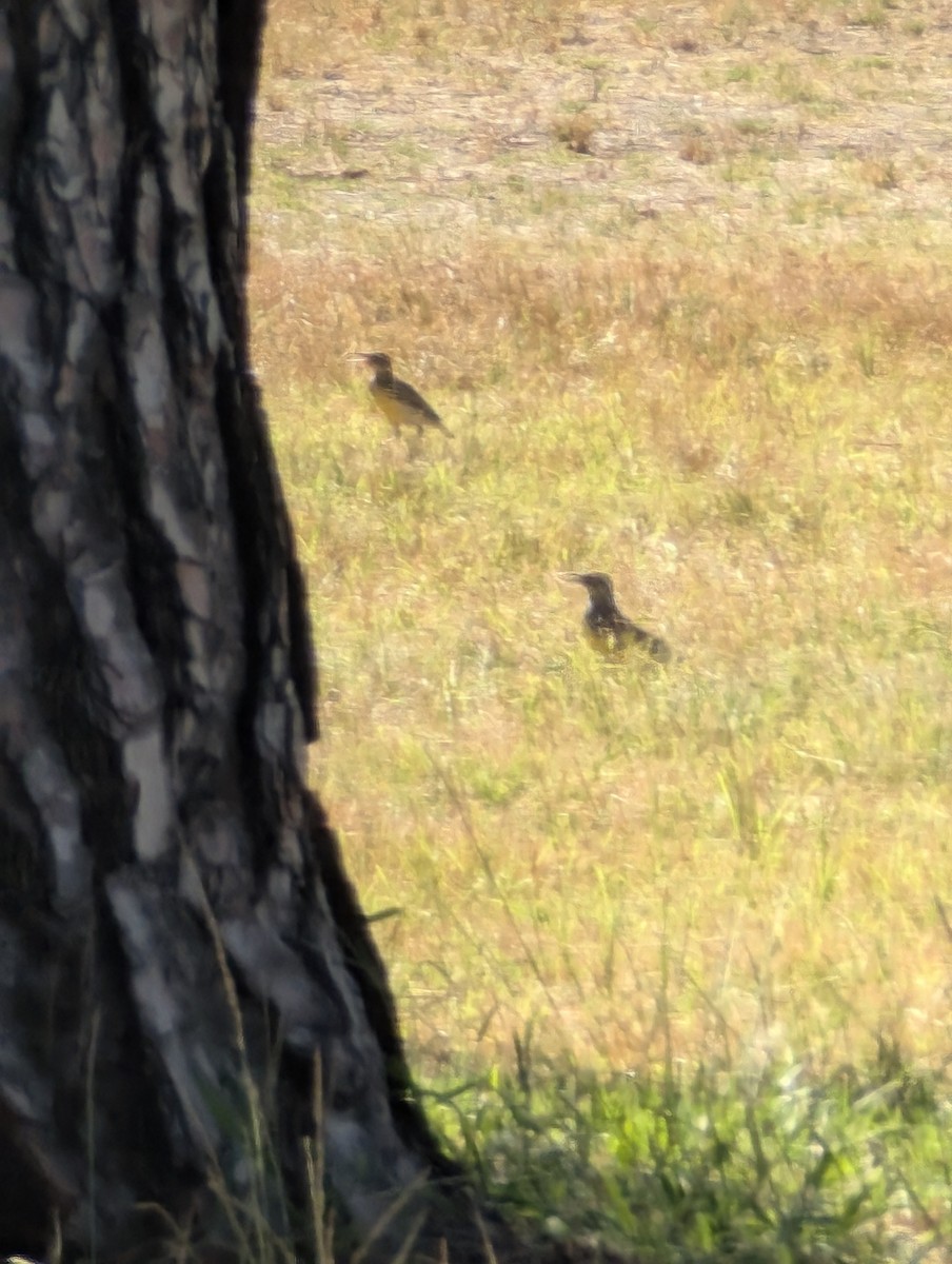 Western Meadowlark - Som B