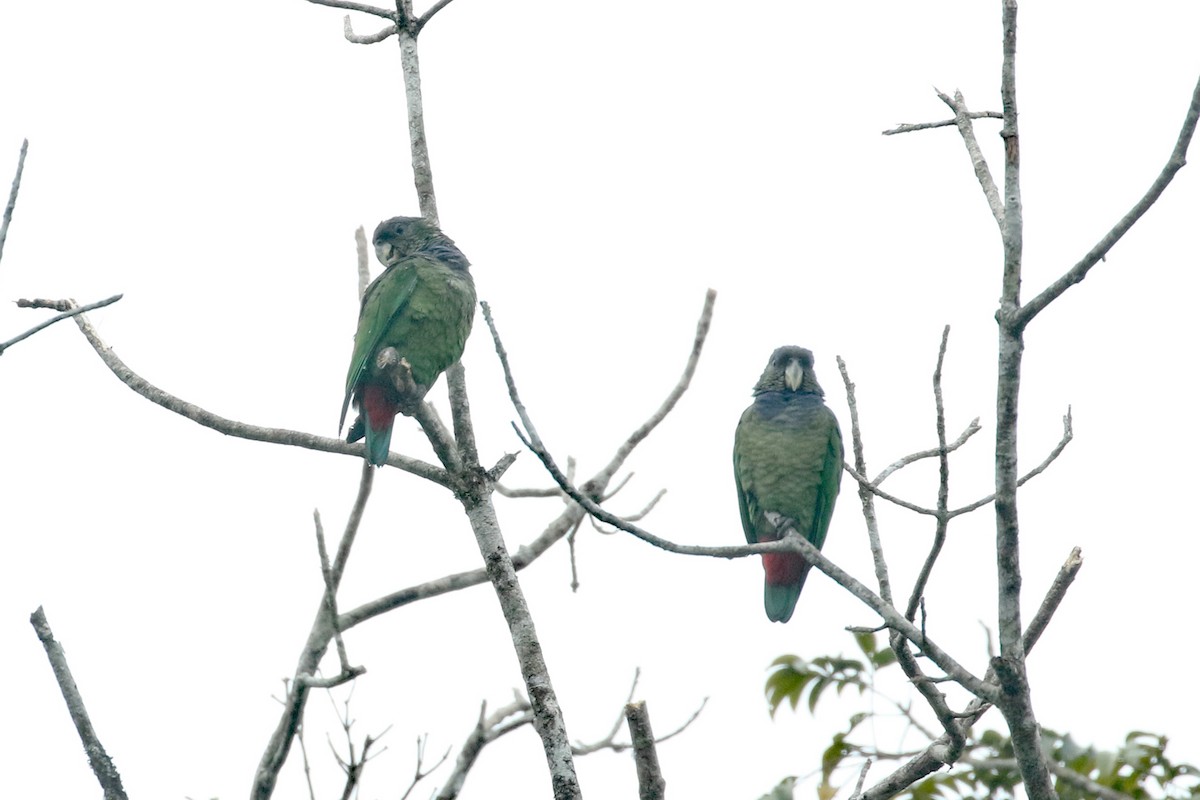 Scaly-headed Parrot - Dave Beeke