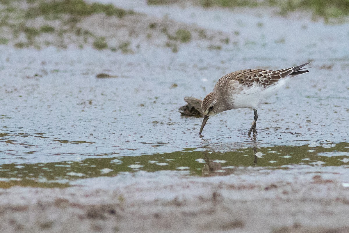 White-rumped Sandpiper - ML625214818