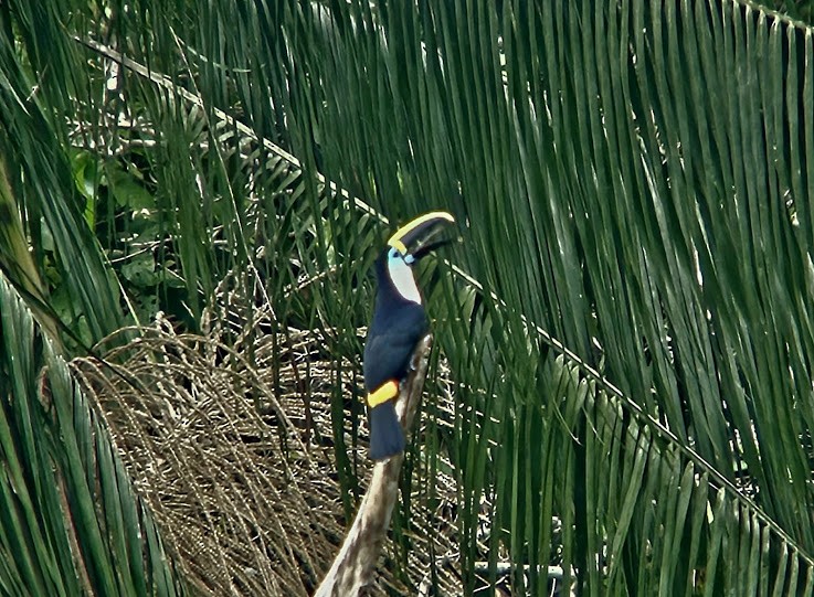 White-throated Toucan - Paul Morf