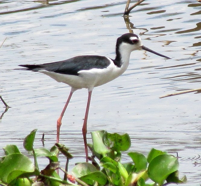 Black-necked Stilt - ML625214924