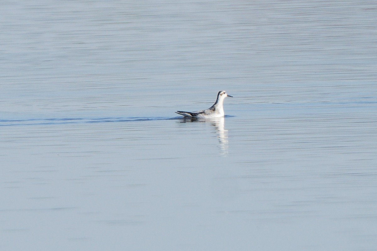 Red Phalarope - ML625215014
