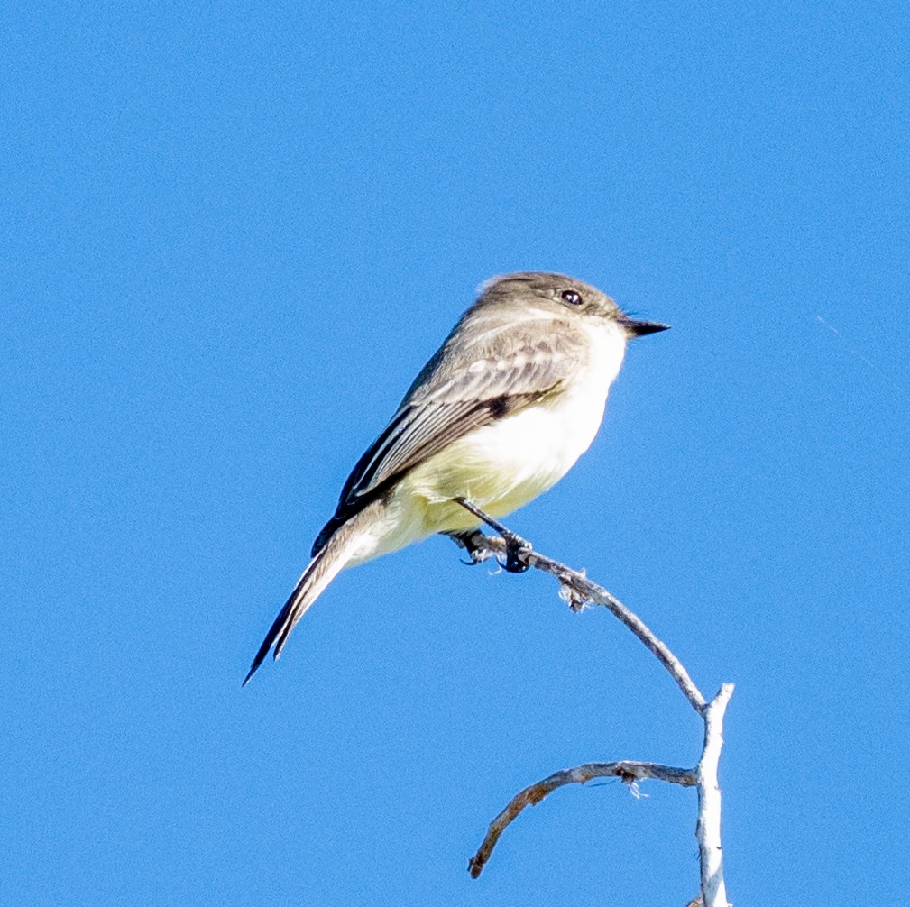 Eastern Phoebe - ML625215119