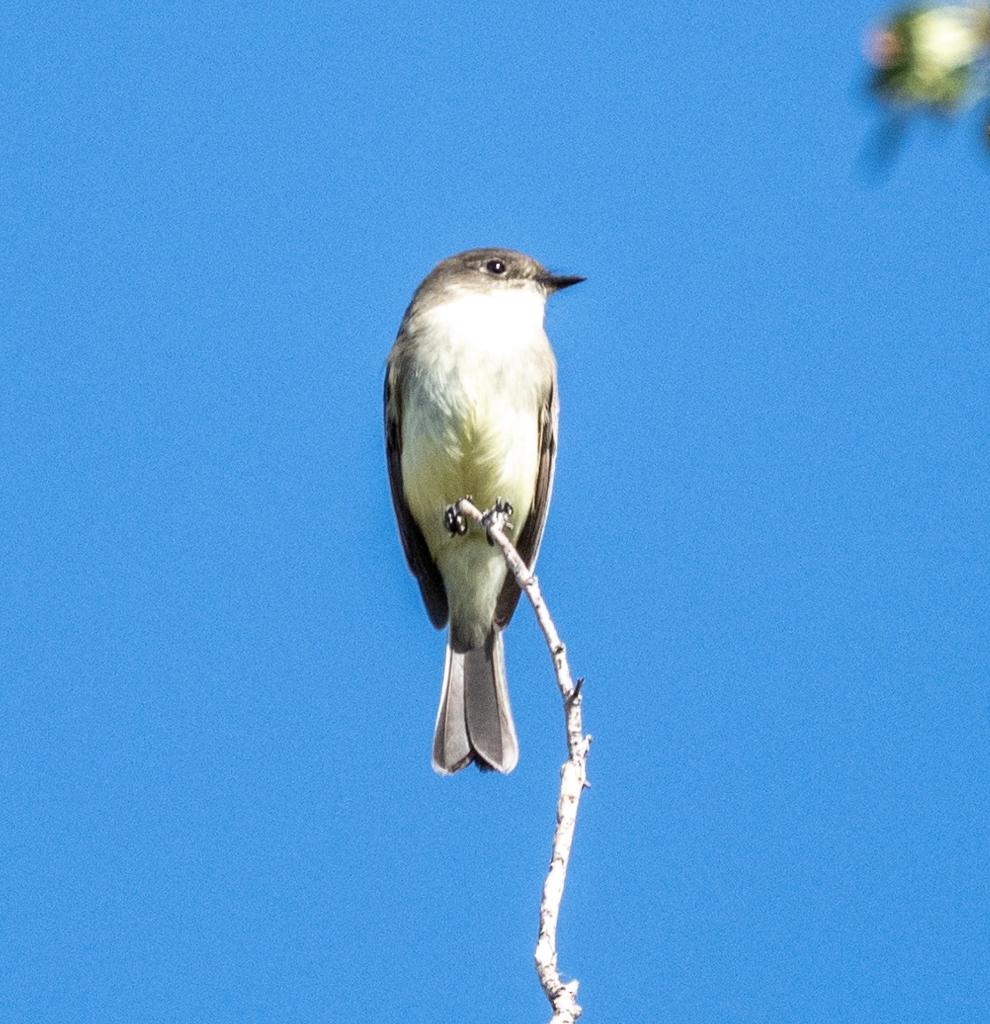 Eastern Phoebe - ML625215120