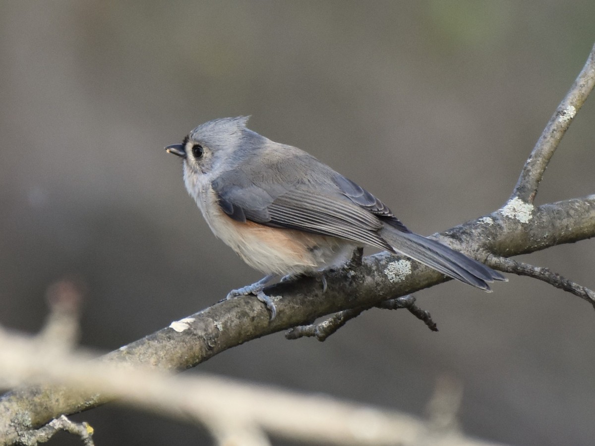 Tufted Titmouse - ML625215134