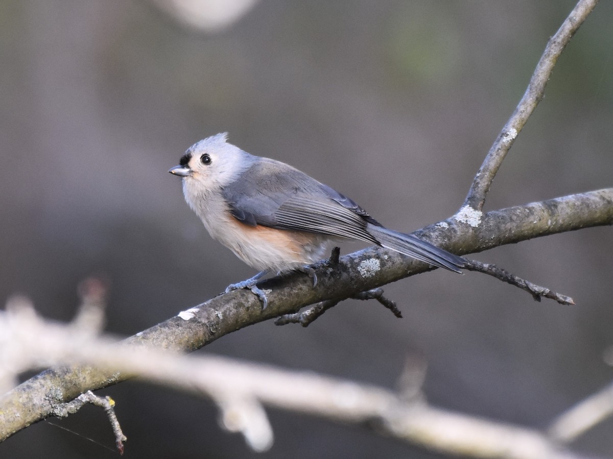 Tufted Titmouse - ML625215135