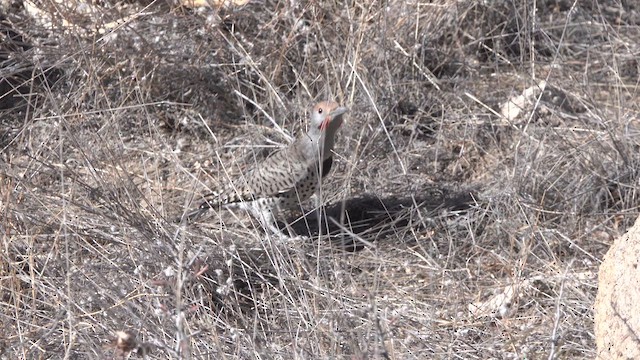 Gilded Flicker - ML625215395