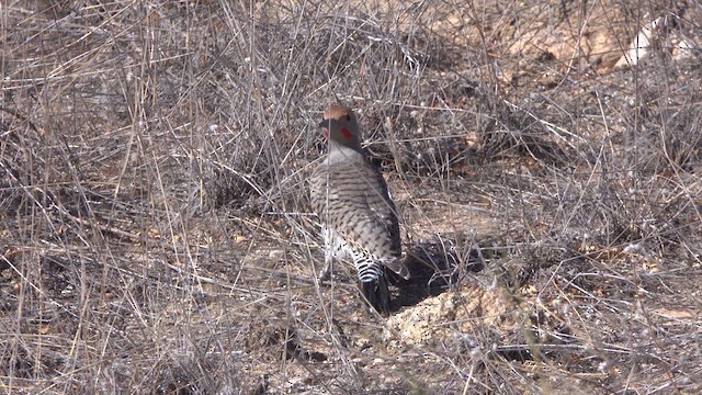 Gilded Flicker - ML625215400