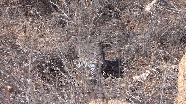 Gilded Flicker - ML625215404