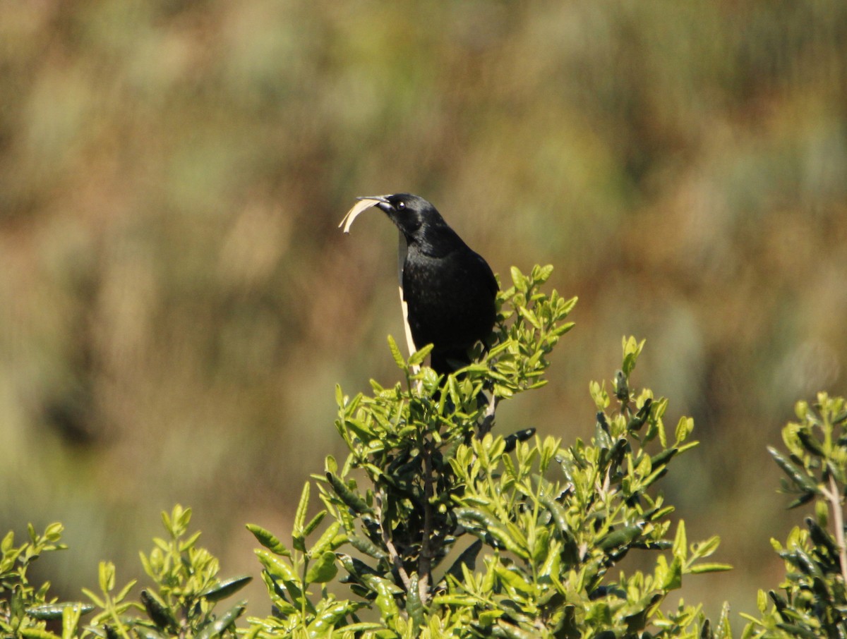 Austral Blackbird - ML625215406