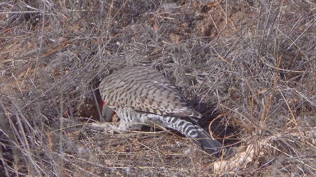 Gilded Flicker - ML625215408