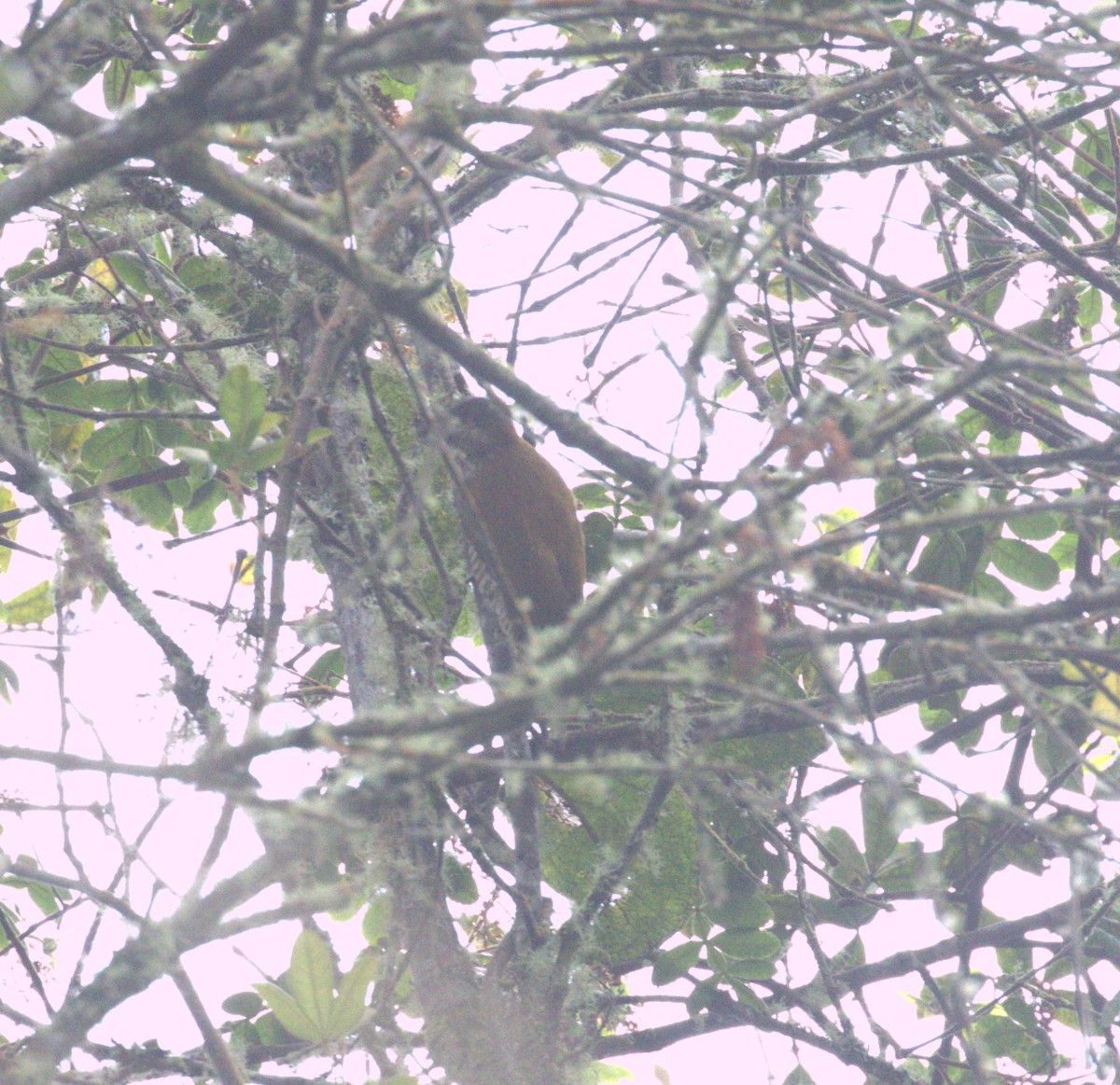 Bar-bellied Woodpecker - ML625215420