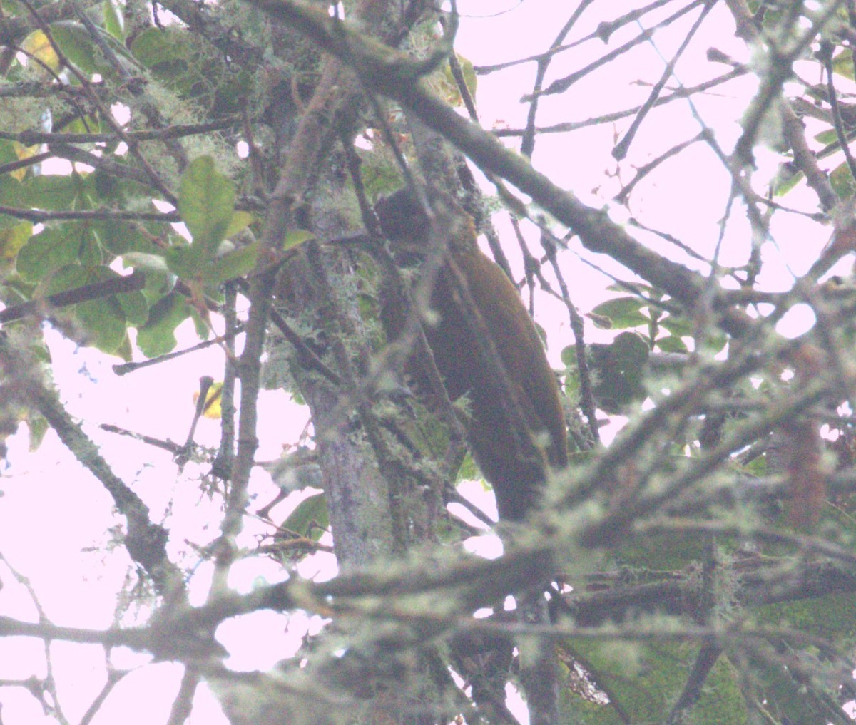 Bar-bellied Woodpecker - ML625215423