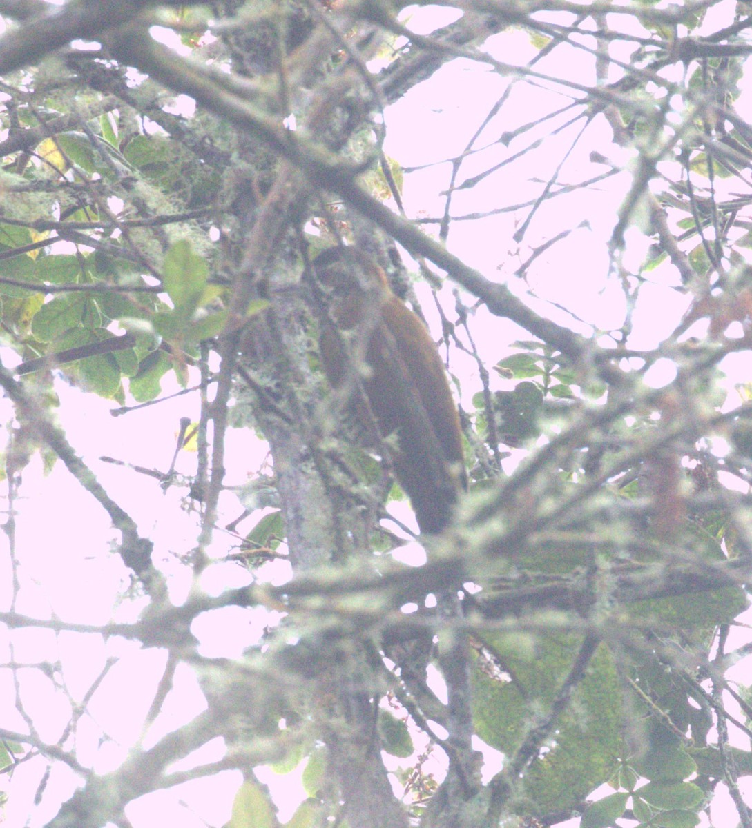 Bar-bellied Woodpecker - ML625215425