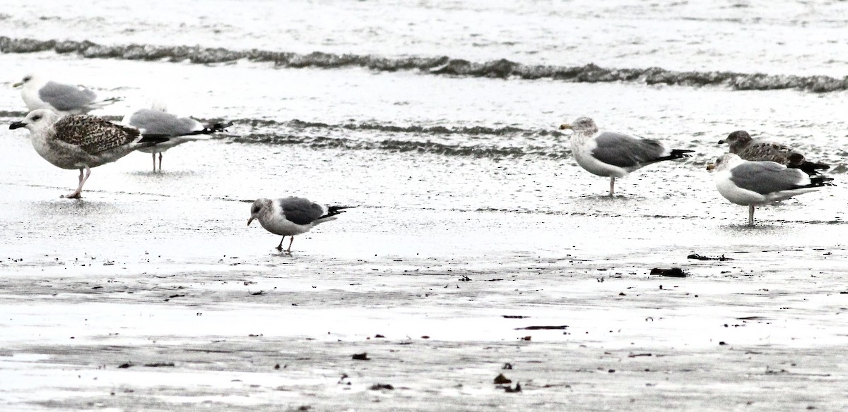 Common Gull (Kamchatka) - ML625215491