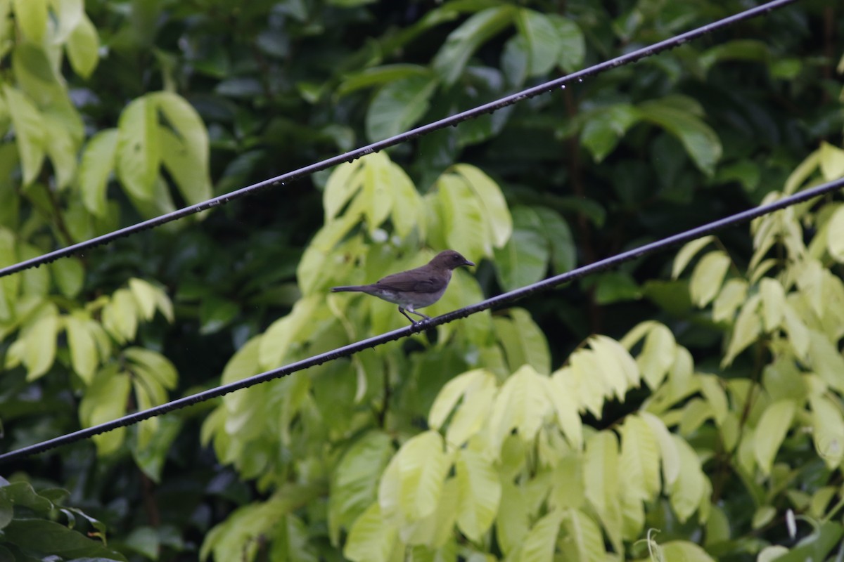 Black-billed Thrush (Amazonian) - ML625215547