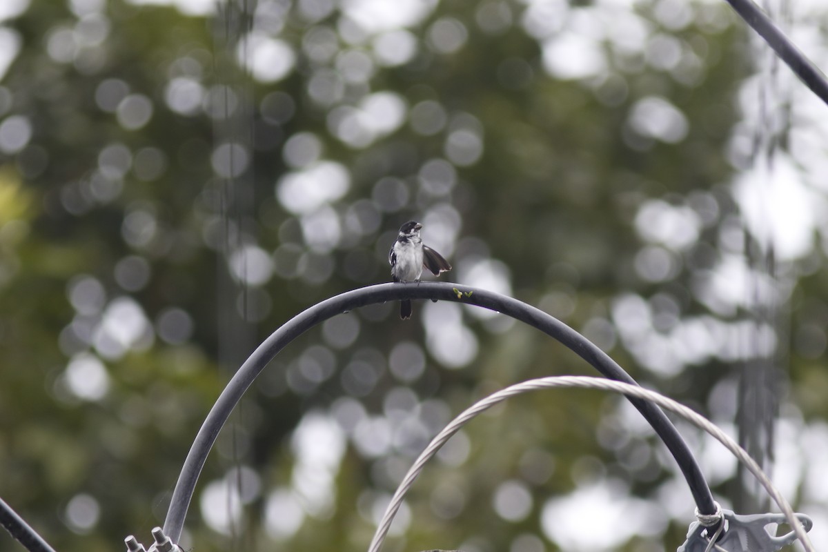 Wing-barred Seedeater (Caqueta) - Dan Small