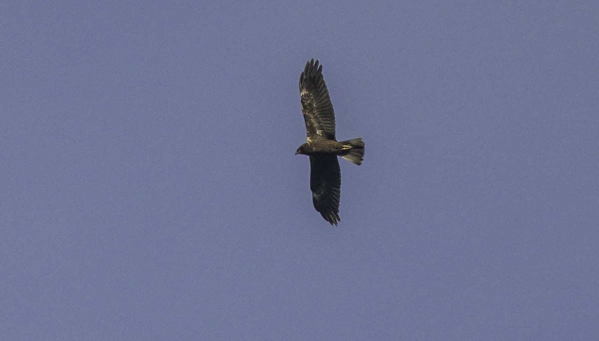 Намгийн хулд - ML625215724