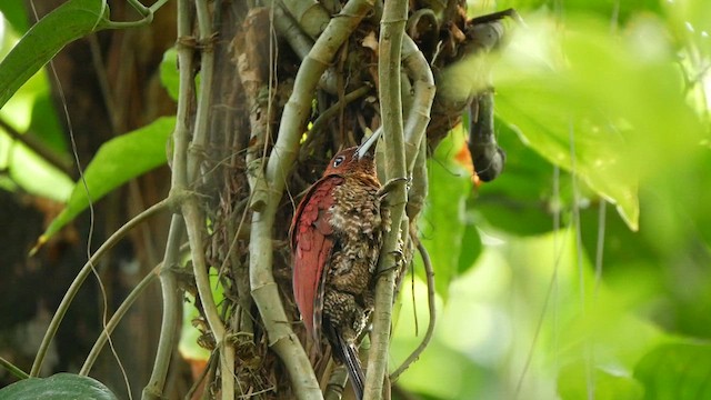 Banded Woodpecker - ML625215743