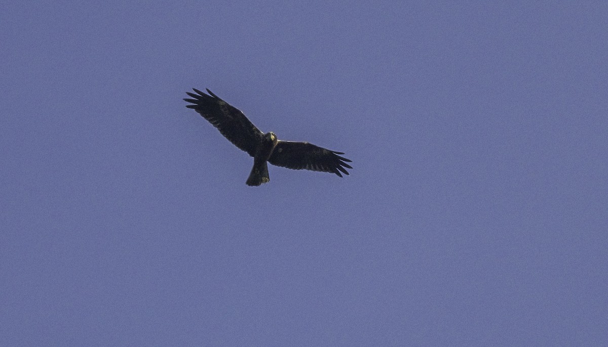 Намгийн хулд - ML625215744