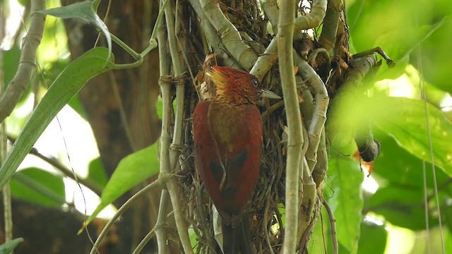 Banded Woodpecker - ML625215746