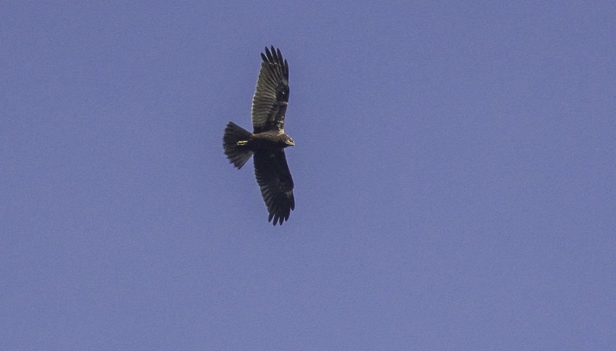 Намгийн хулд - ML625215747
