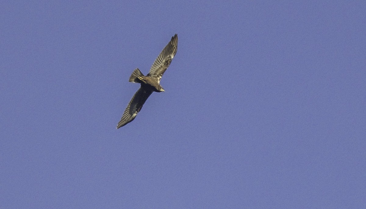 Намгийн хулд - ML625215748