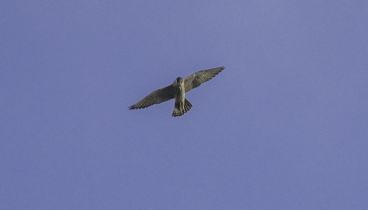 Эгэл шонхор - ML625215755