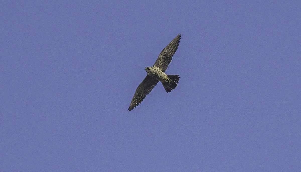 Эгэл шонхор - ML625215757