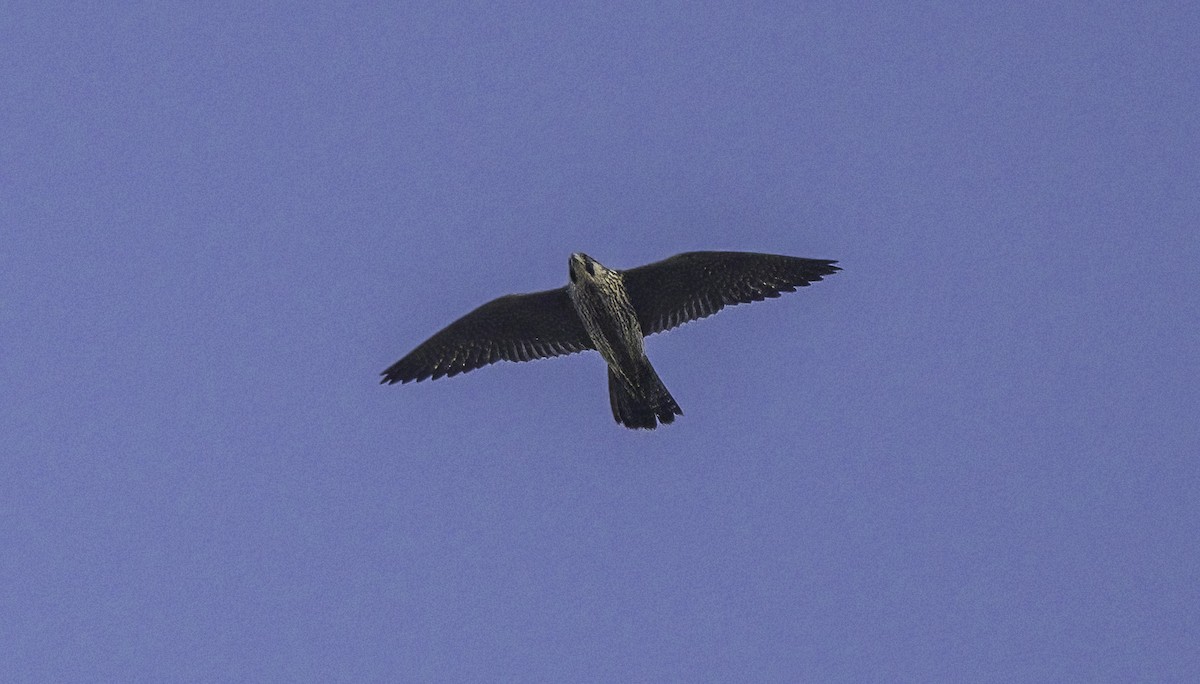 Эгэл шонхор - ML625215767