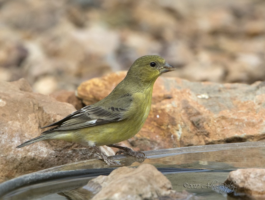 Lesser Goldfinch - Arlene Ripley