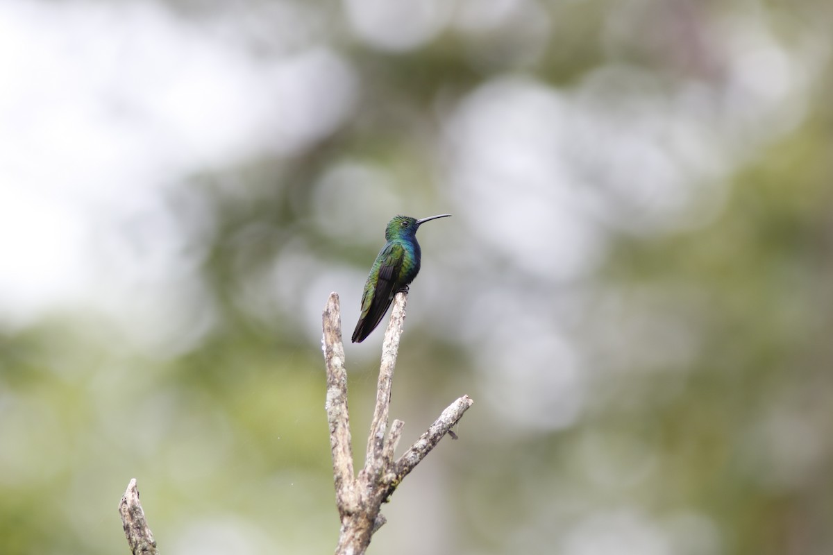 Black-throated Mango (Black-throated) - ML625215964