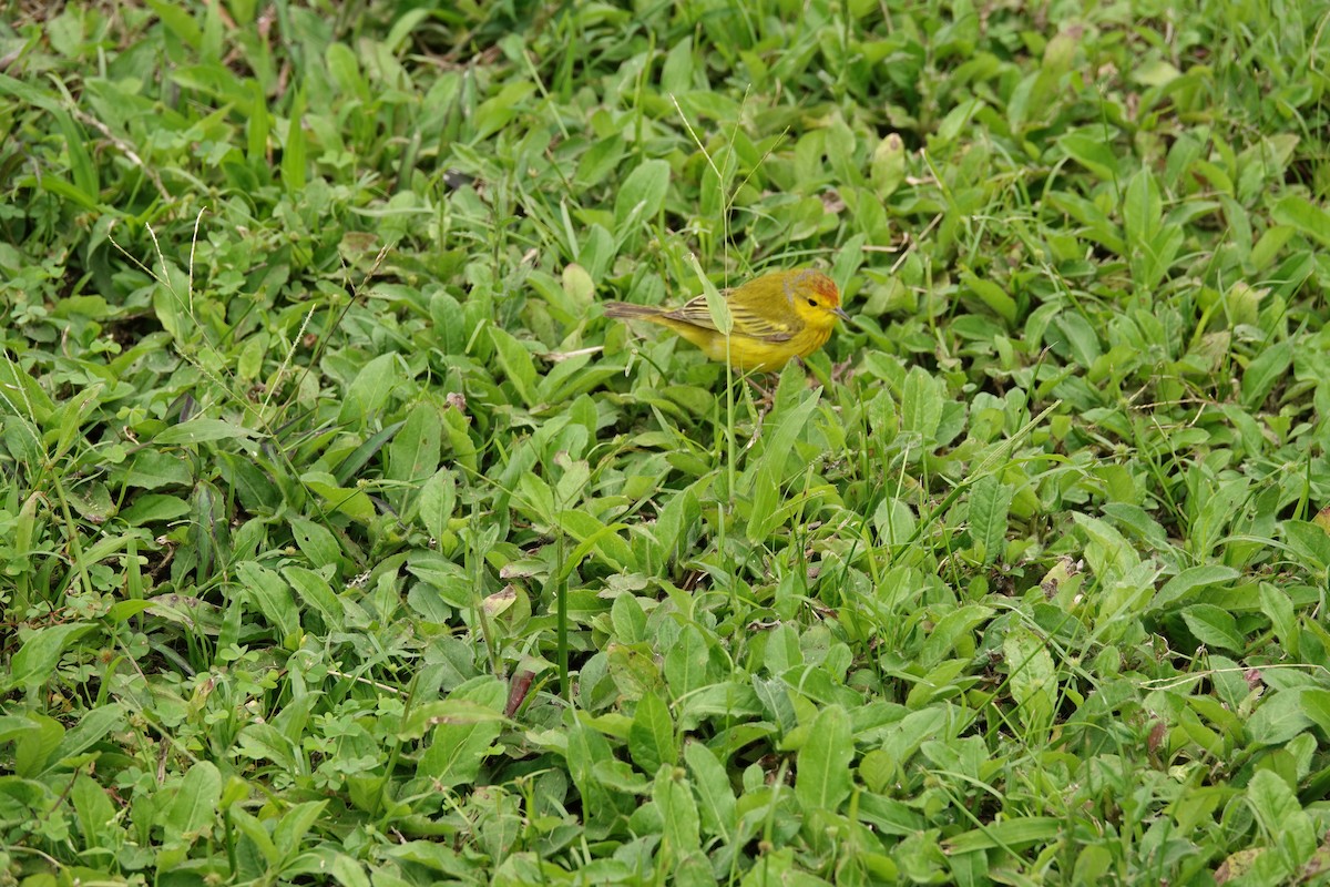 Yellow Warbler - ML625216030