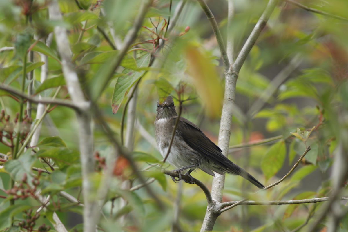 Black-billed Thrush (Amazonian) - ML625216054