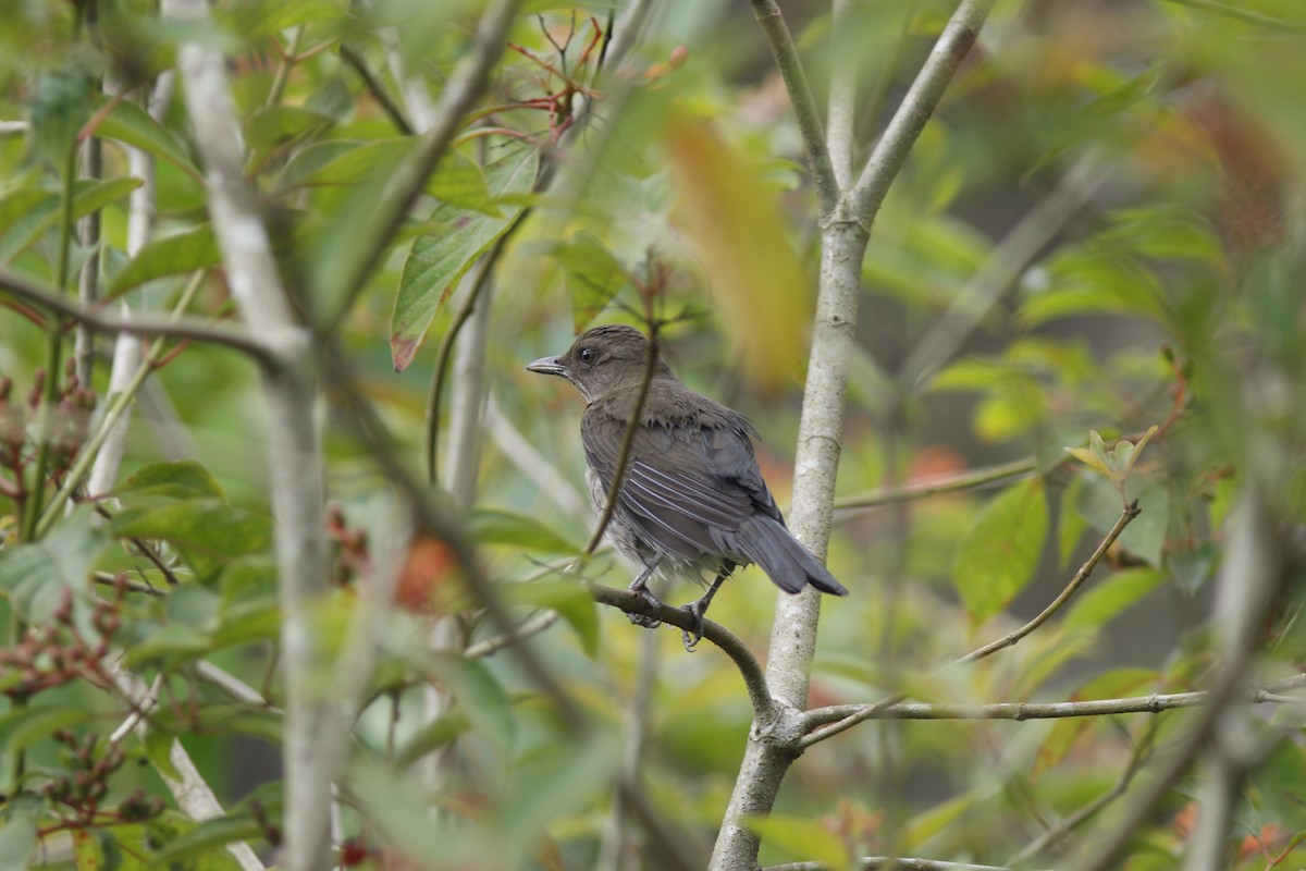 Black-billed Thrush (Amazonian) - Dan Small