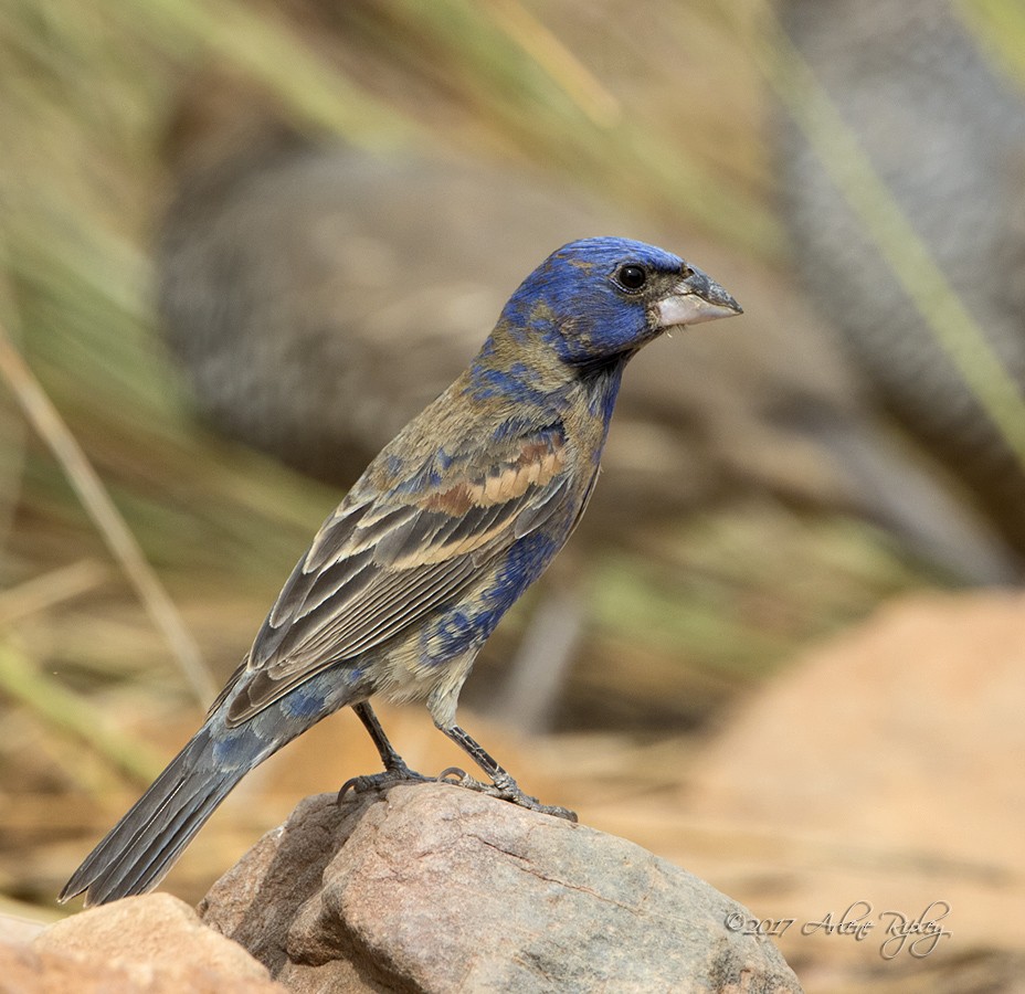 Blue Grosbeak - Arlene Ripley