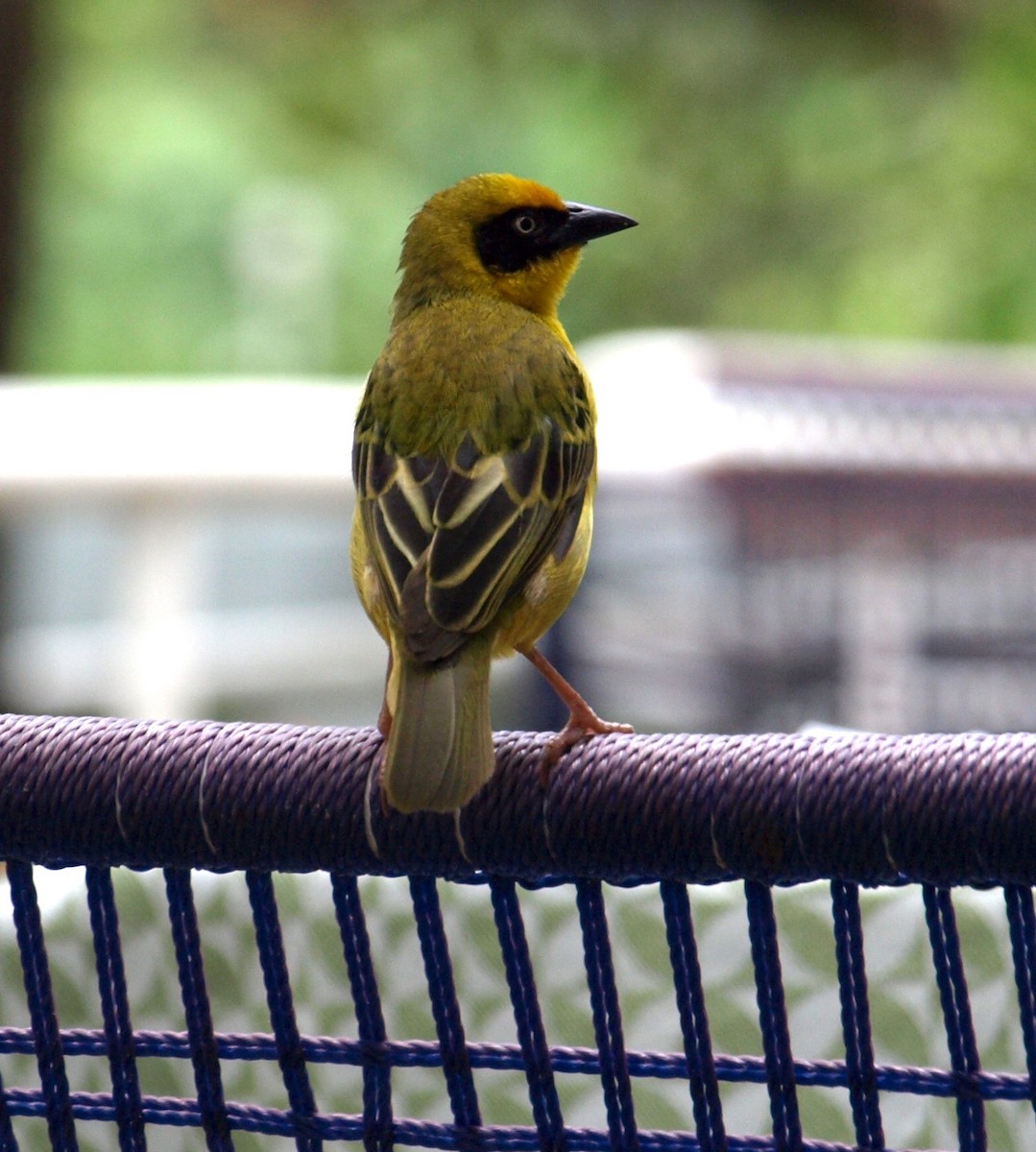 Baglafecht Weaver - ML625216156