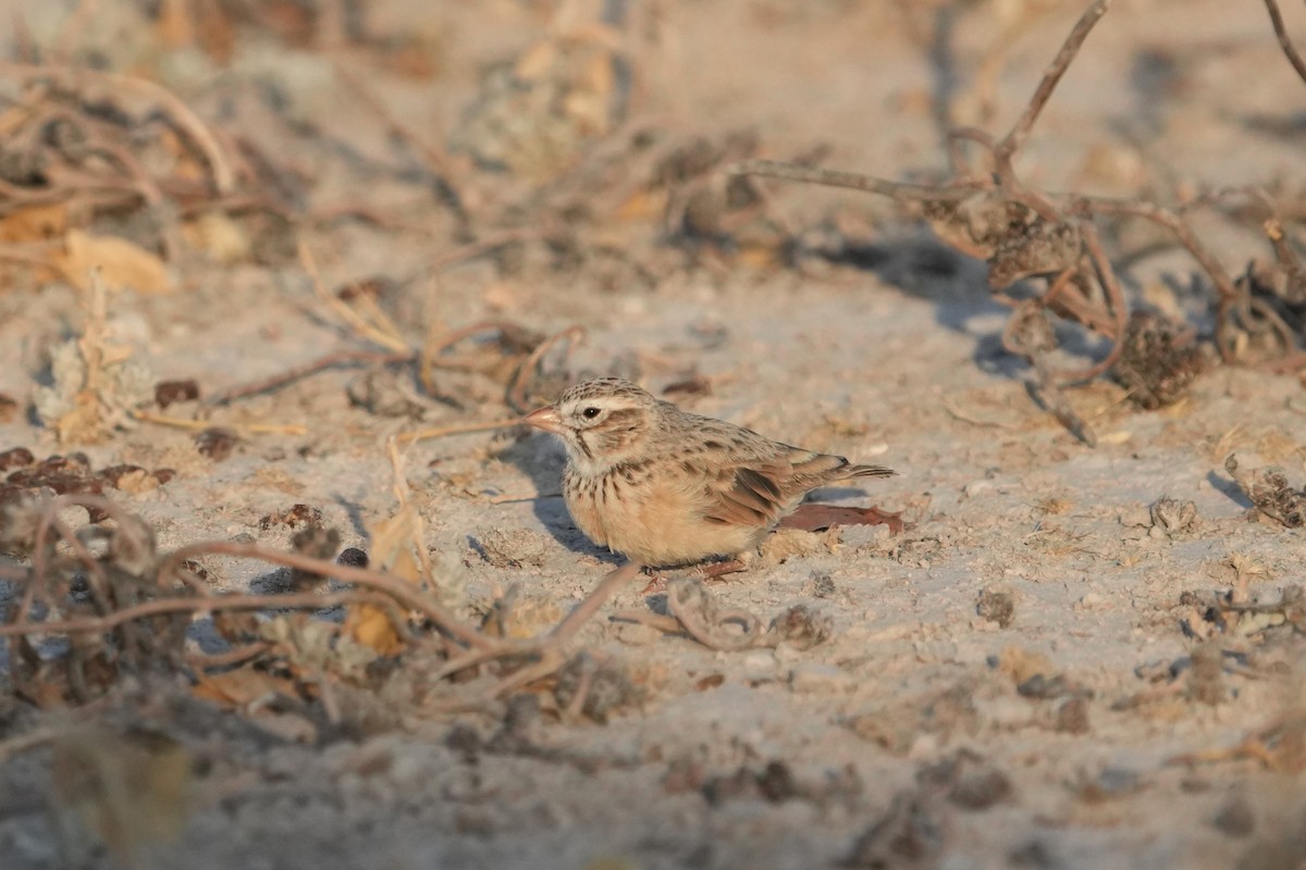 Pink-billed Lark - ML625216168